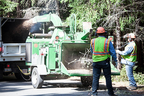 Trusted Shenorock, NY Tree Care Experts